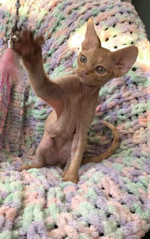 Кошки в Анапе: Котенок Девон Рекс Мальчик, 40 000 руб. - фото 4