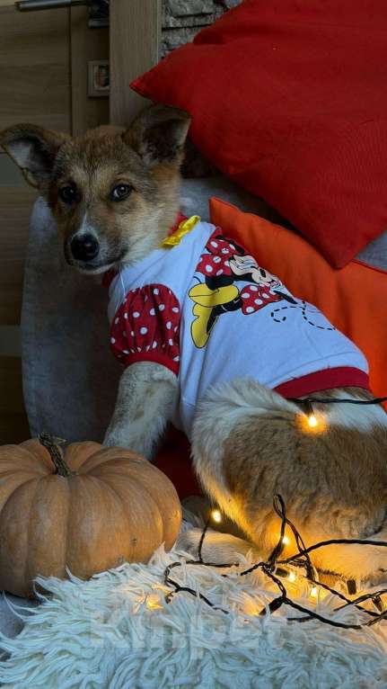 Собаки в Санкт-Петербурге: Щенок Мила Девочка, Бесплатно - фото 7