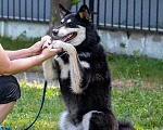 Собаки в Москве: Байрон Мальчик, 300 руб. - фото 2