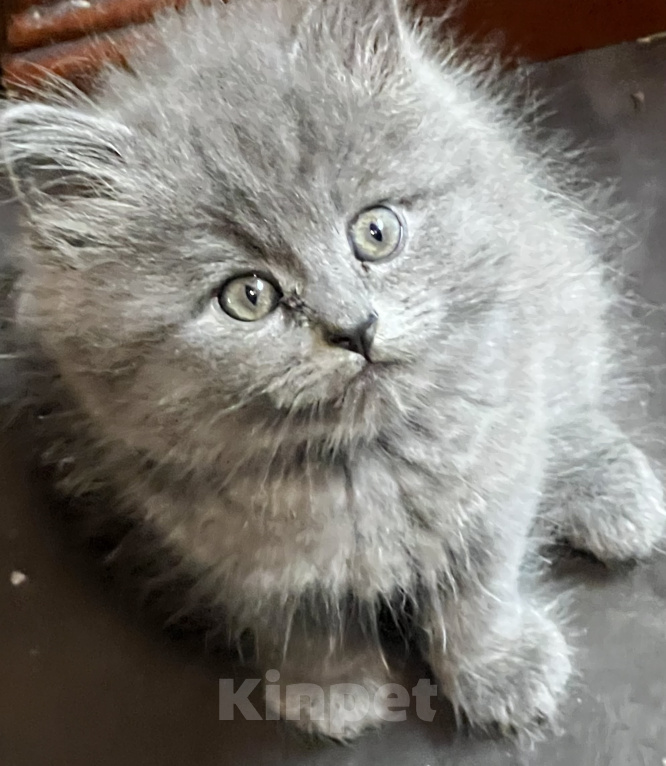 Кошки в Москве: Продаю котеночка Мальчик, 3 000 руб. - фото 7