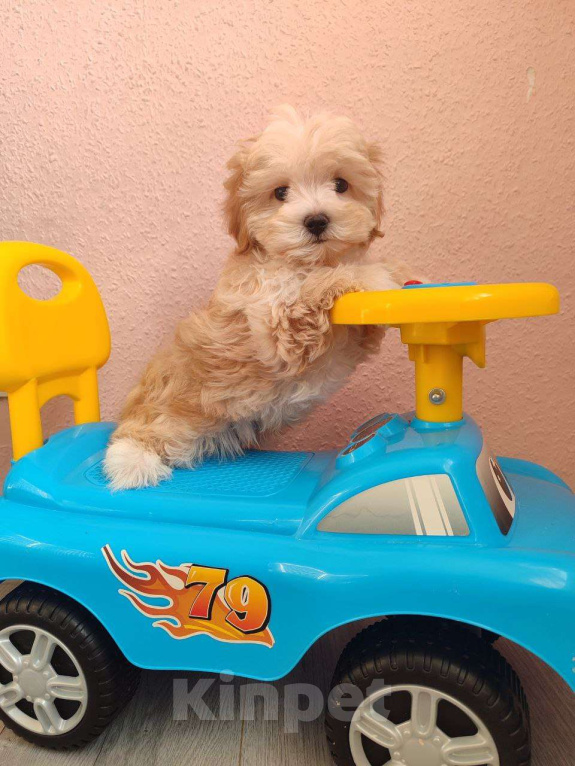 Собаки в Мытищах: Мальтипу F1 Мальчик, 90 000 руб. - фото 1