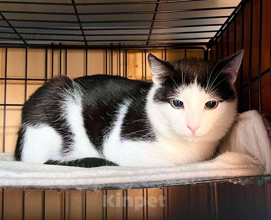 Кошки в Москве: Очень душевный котик Макс в добрые руки Мальчик, Бесплатно - фото 7