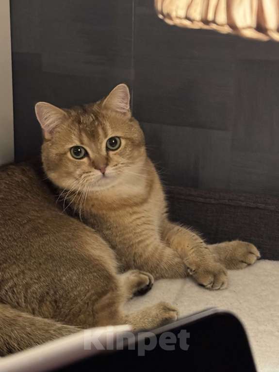 Кошки в Москве: Британский короткошёрстный кот, вязка Мальчик, Бесплатно - фото 3