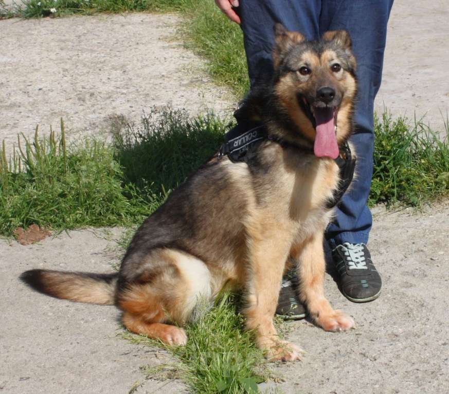 Собаки в Москве: Дружелюбный, доверчивый Тимоша в поисках своей семьи и дома Мальчик, Бесплатно - фото 5