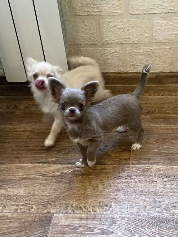 Собаки в Твери: Лиловая девочка Девочка, 55 000 руб. - фото 3