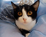 Кошки в Москве: 3,5 мес принцесса Мура ищет семью! Девочка, Бесплатно - фото 2