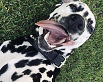 Собаки в Белово: Кобель для вязки Мальчик, Бесплатно - фото 1
