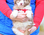 Собаки в Москве: щенок в добрые руки Девочка, Бесплатно - фото 4