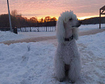 Собаки в Москве: Щенок королевского пуделя Мальчик, 25 000 руб. - фото 8