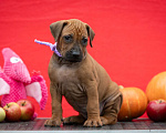 Собаки в Москве: Щенки родезийского риджбека Девочка, Бесплатно - фото 1