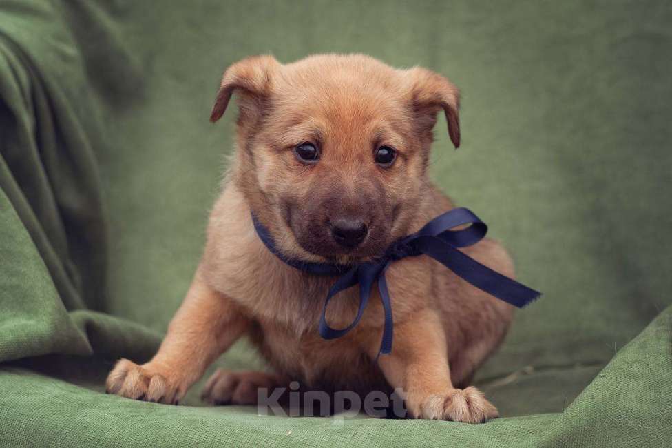 Собаки в Москве: щенок Бублик в добрые руки Мальчик, Бесплатно - фото 2