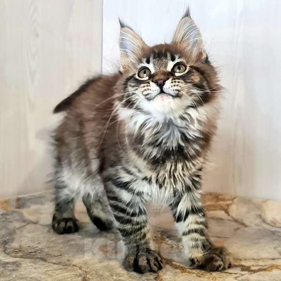 Кошки в других городах Ярославской области: Котята Мейн кун Девочка, Бесплатно - фото 6