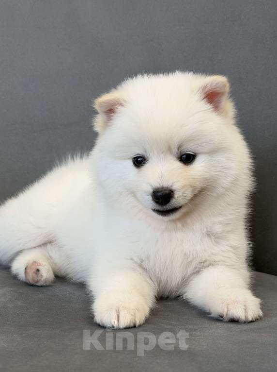 Собаки в Санкт-Петербурге: Мальчик помски Мальчик, 40 000 руб. - фото 2