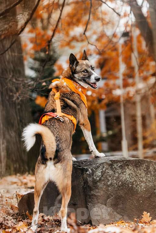 Собаки в Москве: Солнечный Гера ищет дом Мальчик, Бесплатно - фото 4