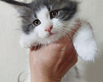 Кошки в Перми: Котенок Мейн Кун Девочка, 35 000 руб. - фото 2