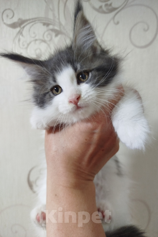 Кошки в Перми: Котенок Мейн Кун Девочка, 35 000 руб. - фото 2