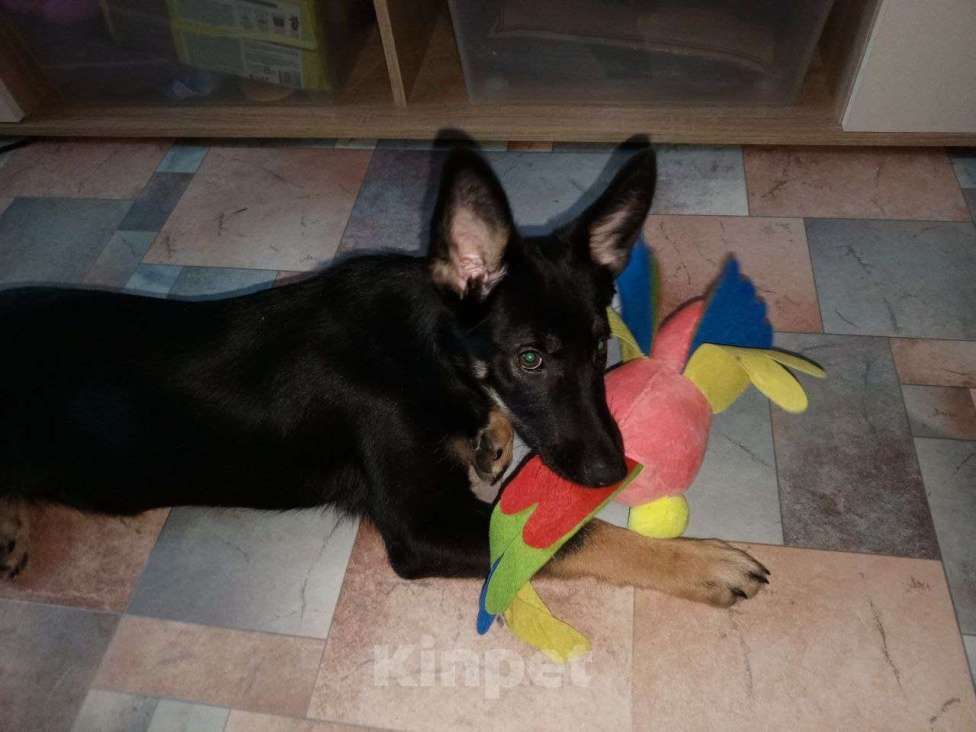 Собаки в Волгограде: Макс ищет нового хозяина ( найден потеряшка или брошенка( 20.12.25г и никто не ищет его (( Мальчик, Бесплатно - фото 2