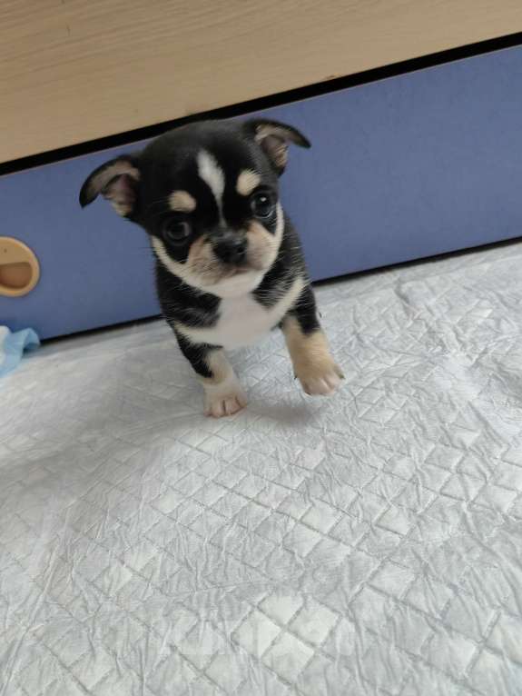 Собаки в Краснодаре: Чихуахуа Мальчик, 40 000 руб. - фото 4