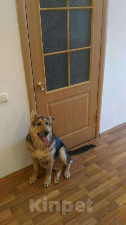 Собаки в Подольске: Отдам, 1 руб. - фото 1