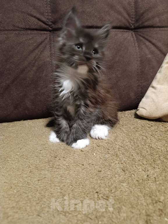 Кошки в Москве: Мальчик полидакт черный дым с белым Мальчик, 70 000 руб. - фото 3