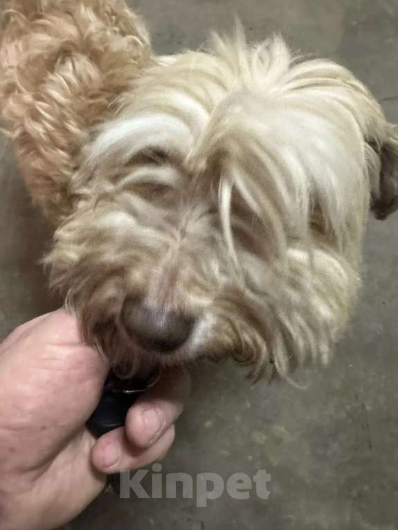 Собаки в Ростове-на-Дону: Ищу хозяина Девочка, Бесплатно - фото 1