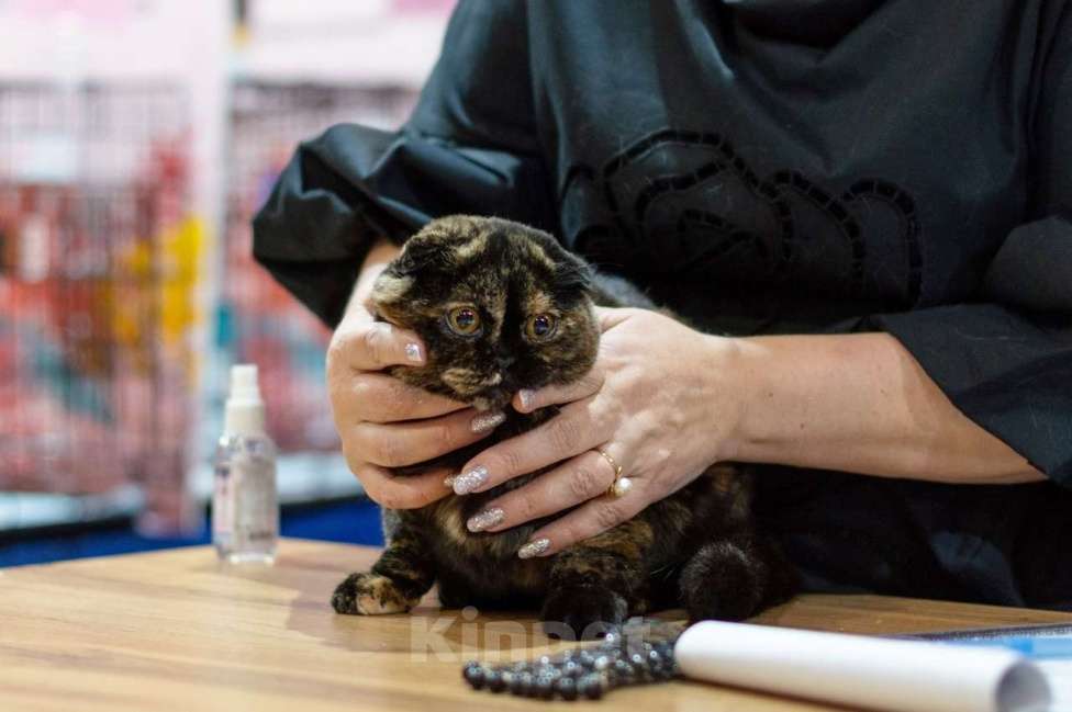 Кошки в Санкт-Петербурге: шотландская кошечка в разведение или в любимцы Девочка, Бесплатно - фото 3