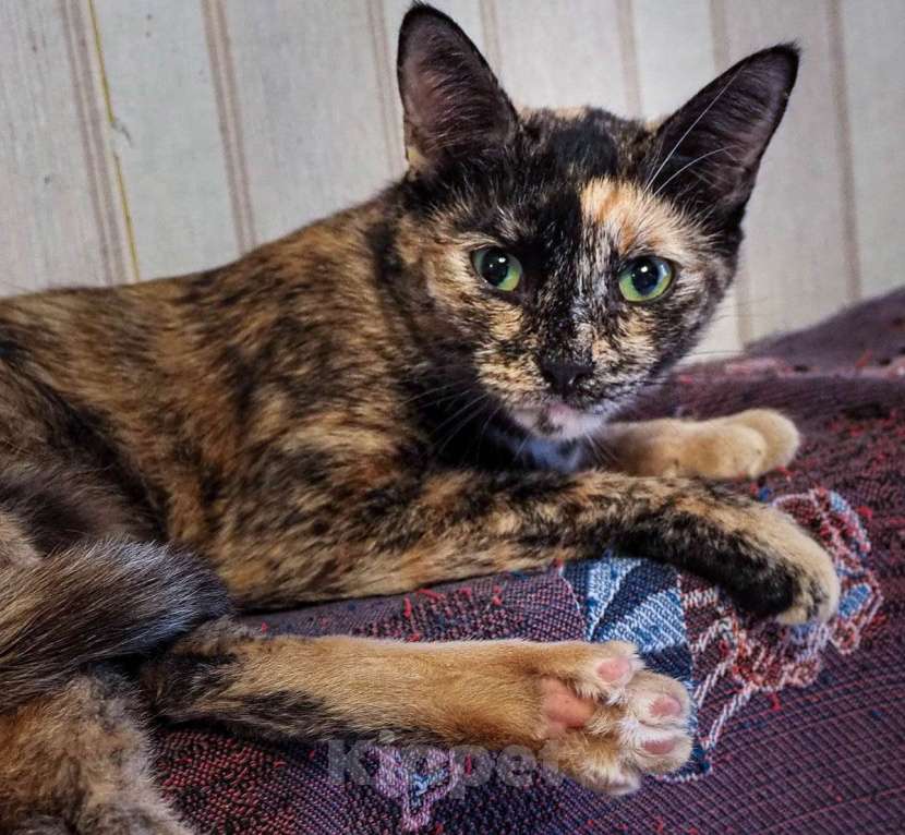 Кошки в Москве: Милая Мишель ищет любящий дом после трагических потерь Девочка, Бесплатно - фото 4