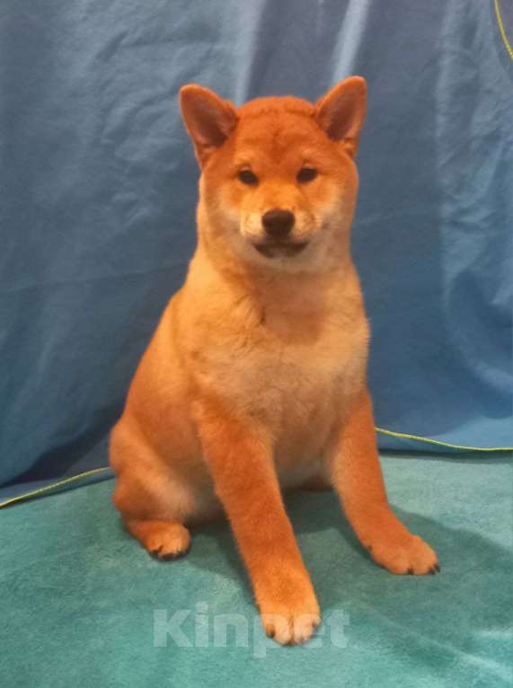 Собаки в Красноярске: Сиба-ину, щенок Мальчик, 50 000 руб. - фото 7