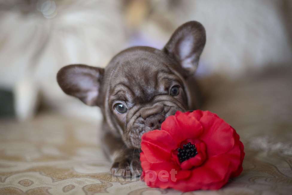 Собаки в Москве: Французский бульдог, щенок Мальчик, 50 000 руб. - фото 2
