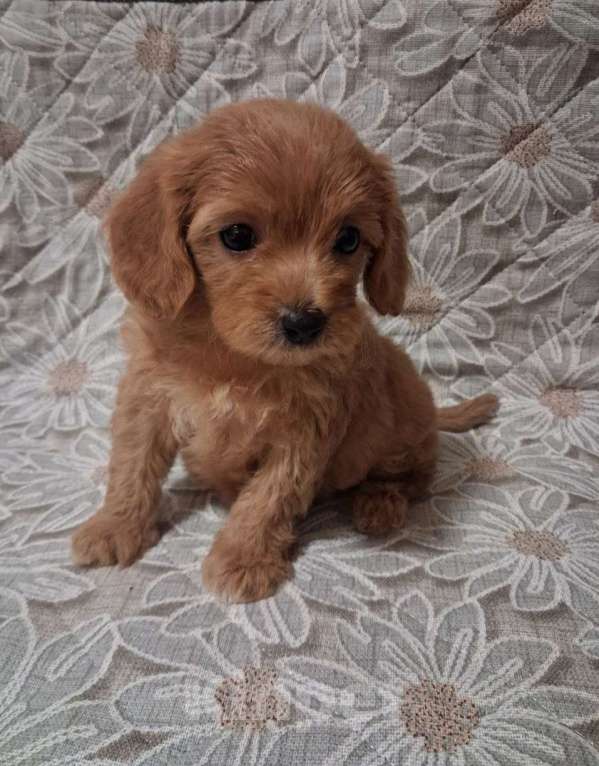 Собаки в Шахте: Кавапу, щенки Девочка, 40 000 руб. - фото 1