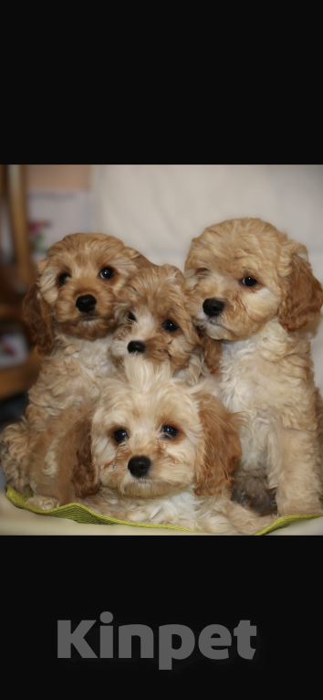 Собаки в Москве: Щенки Кавапу  Девочка, 50 000 руб. - фото 3