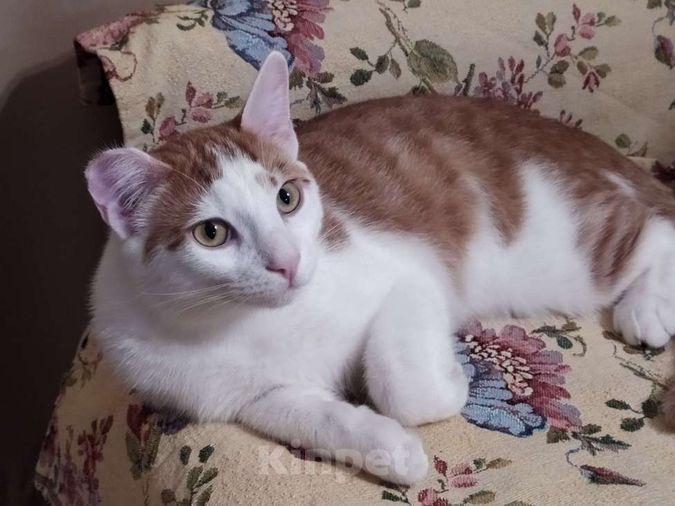 Кошки в Санкт-Петербурге: Молодой котейка Яша в добрые руки Мальчик, Бесплатно - фото 2