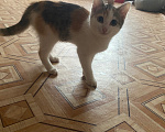 Кошки в других городах Свердловской области: Котёнок Девочка, Бесплатно - фото 1