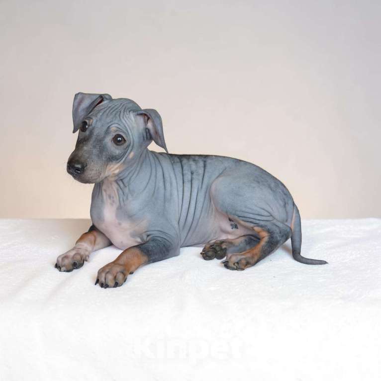 Собаки в Москве: Малыш агт черного окраса Мальчик, 25 000 руб. - фото 2