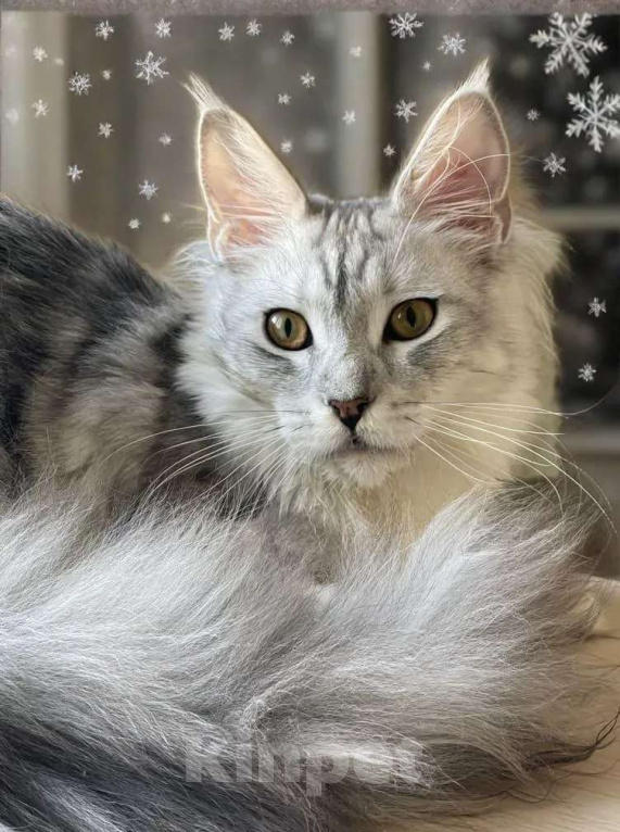 Кошки в Москве: КОТЯТА-МЕЙНКУНЯТА Девочка, 60 000 руб. - фото 7