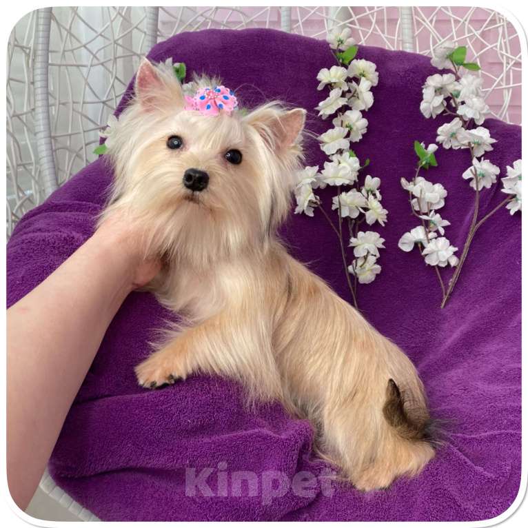 Собаки в Москве: Мини девочка йоркширского терьера золотая голддаст Девочка, 80 000 руб. - фото 9