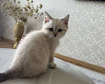 Кошки в Владикавказе: Продажа котят Девочка, Бесплатно - фото 3