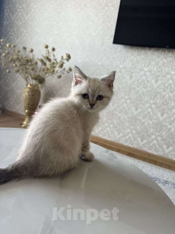 Кошки в Владикавказе: Продажа котят Девочка, Бесплатно - фото 3
