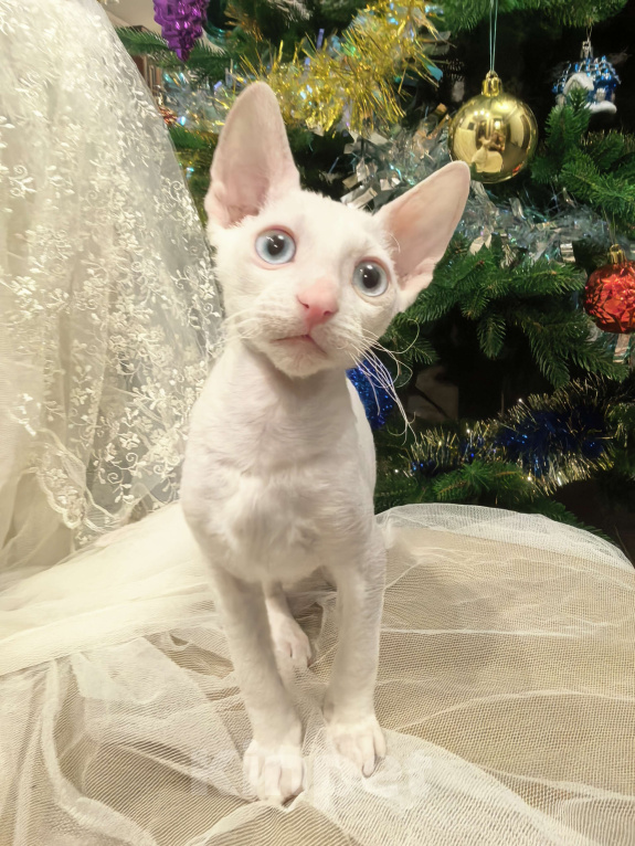 Кошки в других городах Тульской области: Нежный кудрявый ангел - белоснежная, голубоглазая красотка. Девочка, 50 000 руб. - фото 2