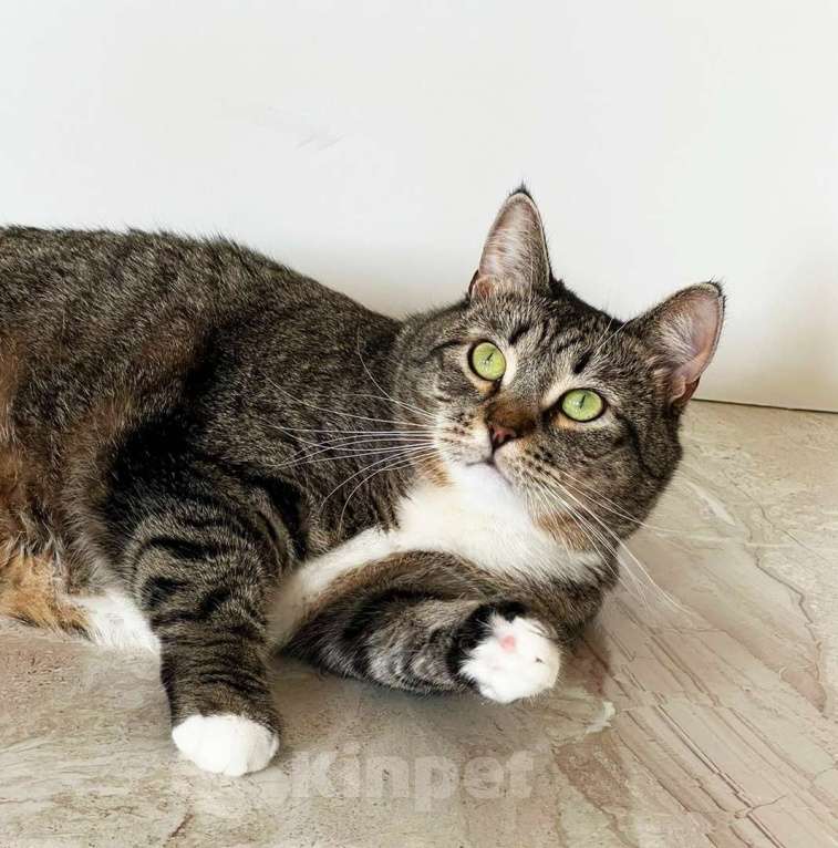 Кошки в Москве: Красотулька Саша ищет дом Девочка, 10 руб. - фото 2