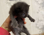 Кошки в Москве: Котята крохи Мальчик, Бесплатно - фото 10