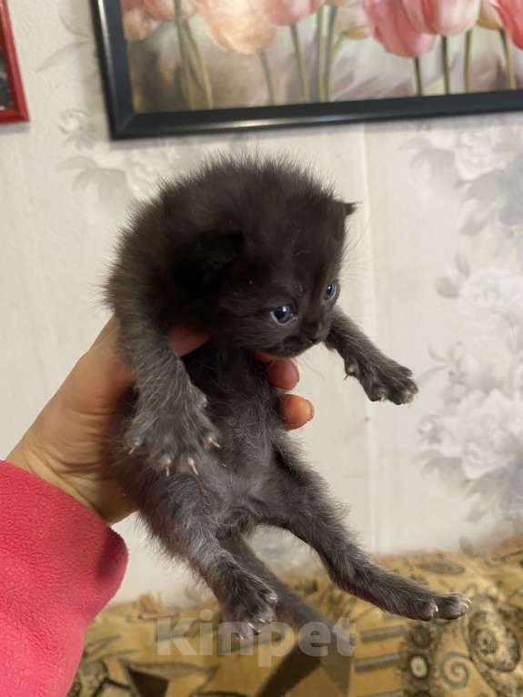 Кошки в Москве: Котята крохи Мальчик, Бесплатно - фото 10