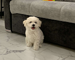 Собаки в Барнауле: Бишон фризе щенок Мальчик, 60 000 руб. - фото 4