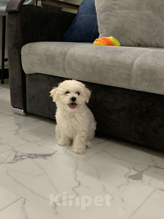 Собаки в Барнауле: Бишон фризе щенок Мальчик, 60 000 руб. - фото 4