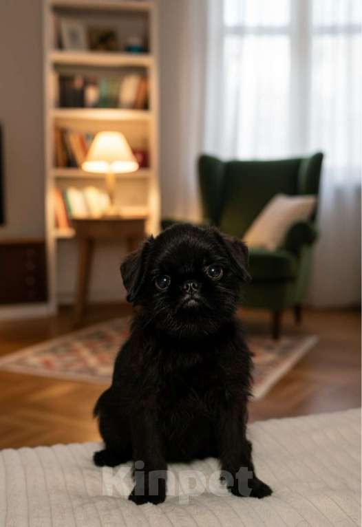 Собаки в Санкт-Петербурге: Щенок бельгийский гриффон Мальчик, Бесплатно - фото 4