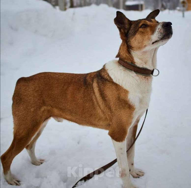 Собаки в Москве: Герой Мальчик, Бесплатно - фото 2