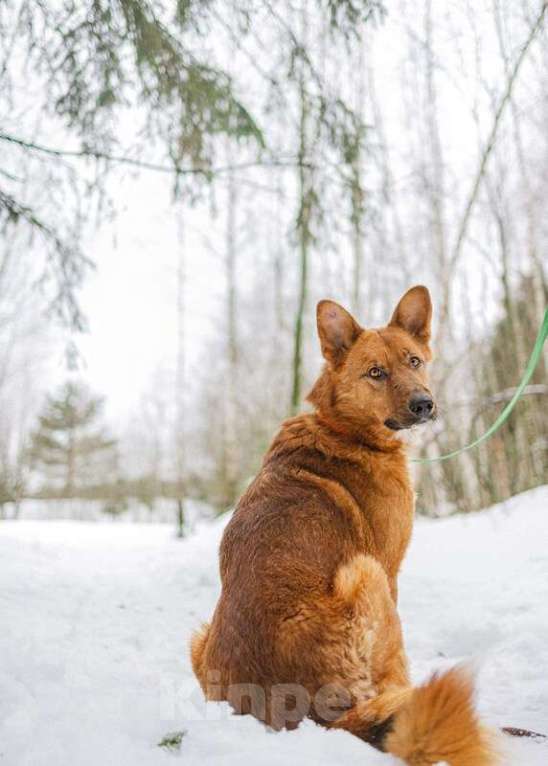 Собаки в Москве: Рыжий лис Расти в добрые руки Мальчик, Бесплатно - фото 2