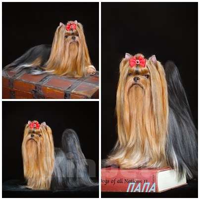 Собаки в Москве: Йоркширская курносая красотка РКФ Девочка, 80 000 руб. - фото 10