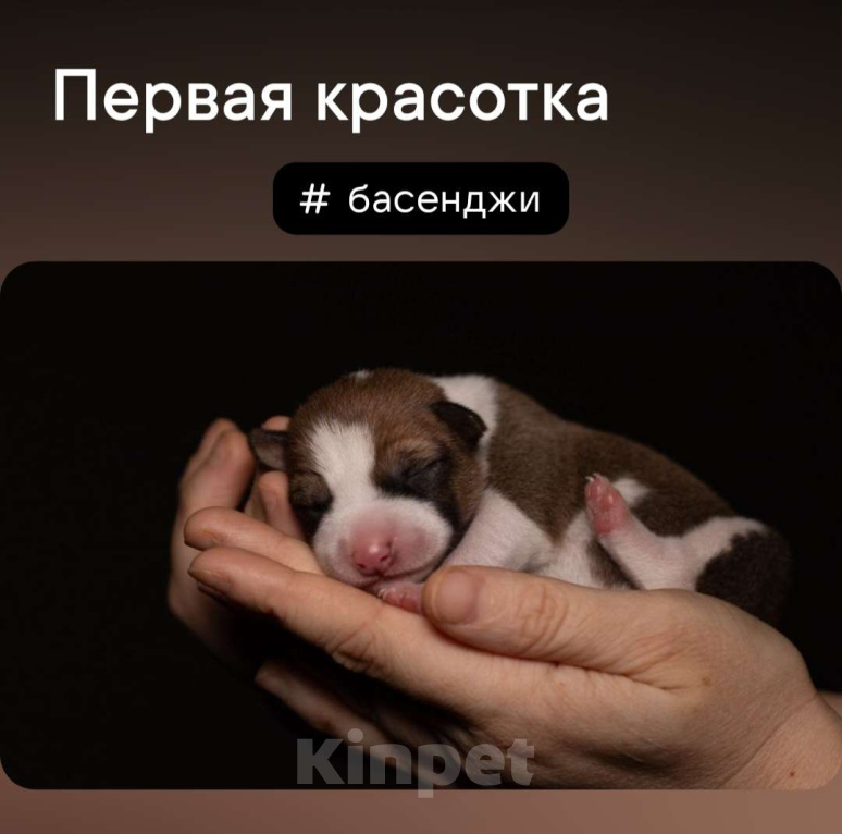 Собаки в Нижнем Новгороде: Щенок басенджи  Девочка, Бесплатно - фото 1