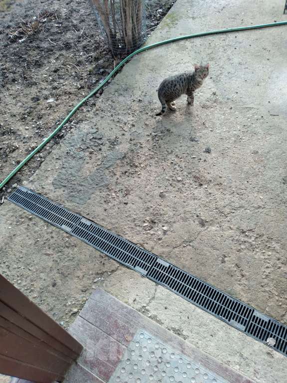 Кошки в Домодедово: Отдам в добрые руки котят Мальчик, Бесплатно - фото 2